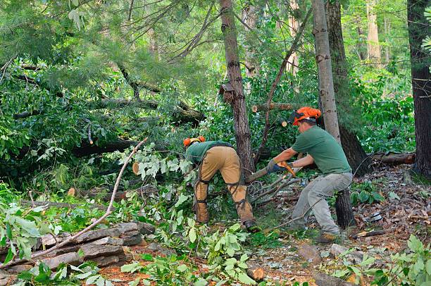 Best Tree Removal for Businesses  in Woonsocket, RI